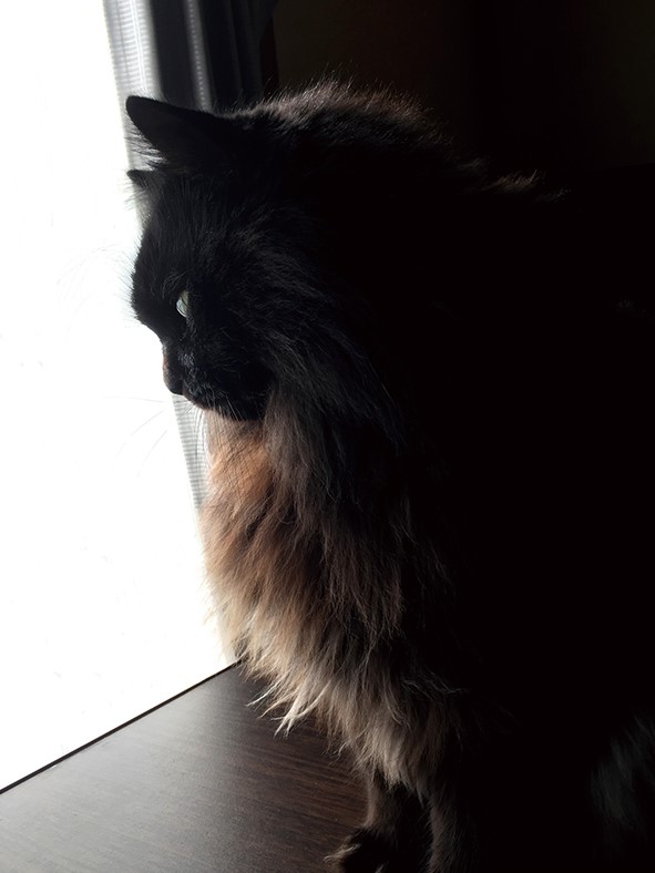 オルガネッティ